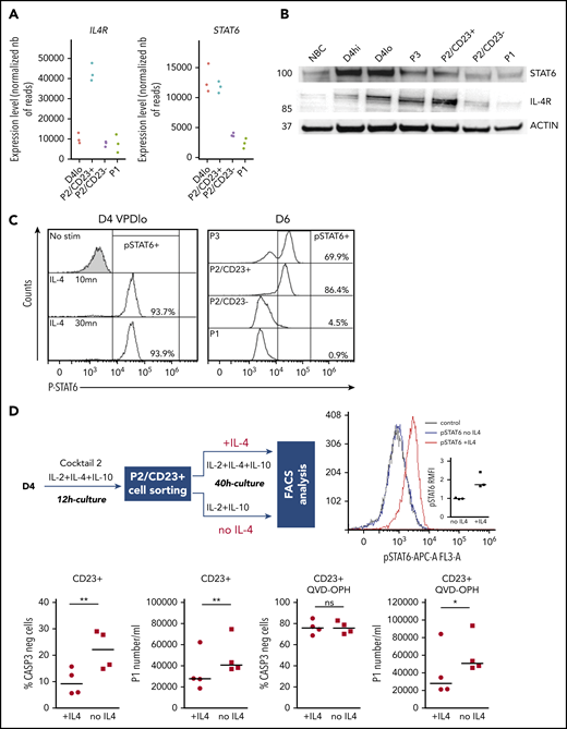 IL4/STAT6 pathway is inactivated in P2/CD23–cells and inhibits differentiation of P2/CD23+cells. (A) IL4R and STAT6 mRNA expression levels as assessed by RNA-seq in the different cell populations (n = 3 paired samples). (B) STAT6 and IL-4R protein expression as quantified by western blotting in NBCs, D4 cells, and different cell subsets on D6. The western blot is representative of 3 independent experiments. (C) The strength of pSTAT6 signaling (assessed by flow cytometry) in IL4 nonstimulated or stimulated (stim) D4 cells (at 10 or 30 minutes) and in different cell subsets on D6. The data are representative of 3 independent experiments. (D) Top left, experiment scheme: after a short stimulation with cocktail 2 (IL-2 + IL-10 + IL-4), P2/CD23+ cells were sorted and cultured for 40 hours either with cocktail 2 (+IL-4) or only with IL-2 and IL-10 (without IL-4). Top right, strength of pSTAT6 signaling (assessed by flow cytometry) in both cell populations showing an activation of STAT6 only in IL-4–treated cells. Bottom left, number of CASP3-negative cells, showing an effect of IL-4 on cell survival (left). Treatment with the pan-caspase inhibitor QVD-OPH relieves this effect (right). Bottom right, number of plasmablasts (assessed by flow cytometry) obtained after 40 hours of culture without (left) and with (right) QVD-OPH showing a significant increase of generated plasmablasts in the condition without IL-4. FACS, fluorescence-activated cell sorting.