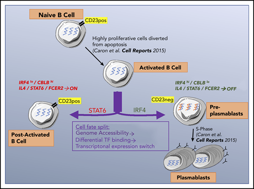 Graphical overview of activated B-cell destiny.