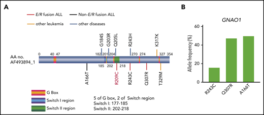 GNAO1 mutations in patients with ALL or other diseases. (A) The type and position of each GNAO1 mutation with or without the ETV6-RUNX1 (E/V) fusion identified are shown. R209C, R243C, and Q307R mutations in a patient with E/R fusion ALL, A166T mutation in a patient with non-E/R fusion ALL, T329M mutation in a patient with acute leukemia of ambiguous lineage, K317K mutation in a patient with AML, G184S and G203R mutation in patients with early infantile epileptic encephalopathy,15,16 R243H mutation in a patient with breast cancer,20 and Q205L mutation with NIH-3T3 transformation.18 (B) Allele frequency analysis of new GNAO1 mutations by deep genomic sequencing in the specimens identified, corresponding to supplemental Table 2.