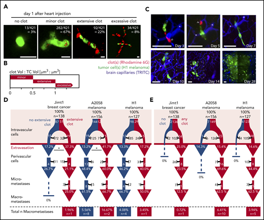Clot formation in brain microvessels marks TC extravasation. (A) Representative images of intravascularly arrested TCs (green fluorescent protein, GFP) associated with a clot visualized with Rhodamine 6G dye. Scale bars, 10 µm. (B) Clot size was defined by the TC size:clot size ratio. Minor clot: clot volume:TC volume <0.5; Jimt1, n = 56 of 138; A2058, n = 132 of 156; H1, n = 94 of 127; extensive clot: clot volume:TC volume >0.5 and <1.0; Jimt1, n = 51 of 138; A2058, n = 12 of 156; H1, n = 29 of 127; excessive clot: clot volume:TC volume >1.0; Jimt1, n = 29 of 138; A2058, n = 5 of 156; H1, n = 0 of 127; no clot: Jimt1, n = 2 of 138; A2058, n = 7 of 156; H1, n = 4 of 127. (C) Representative image time course of a single H1 melanoma cell (green) associated with platelets (red) and an extensive clot: initial intravascular cell arrest, extravasation (day 5) into the perivascular position, outgrowth into a micrometastasis by vascular co-option (day 10), and finally successful macrometastasis after 1 month. Representative platelet accumulation on days 3 and 5 after TC injection (arrowheads). Distinct deep vessels are given as reference (asterisks). Scale bars: 50 µm, the dotted square represents the brain section of the previous imaging time point. (D-E) Quantification of the brain metastatic cascade, visualized in a flowchart. In all 3 cell lines, more than 100 individual arrested TCs were followed for more than 1 month; Jimt1, 138 metastases in 4 mice; A2058, 156 metastases in 4 mice; H1, 127 metastases in 3 mice. For each step of the metastatic cascade, the total number of surviving (white) vs dying (black) TCs is given, as well as the likelihood to reach the next step of the cascade (%). (D) Comparing TCs with (red) or without (blue) associated extensive clot formation during the intravascular phase. Jimt1 extravasation P = .013; A2058 extravasation P = .021; H1 extravasation P = .557 (χ2 test for all P values). (E) Comparing the fate of brain-arrested TCs with any surrounding clot vs those with no surrounding clot. Only TCs with any clot association successfully grow out into a macrometastasis. χ2 test analysis for successful extravasation or micro- or macrometastasis formation was not significant.