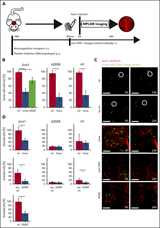Inhibition of clot formation attenuates intravascular arrest of breast cancer cells. (A) Experimental design to study TC arrest and clot formation in control (ctr) mice vs 3 treatment groups during the first 24 hours after TC injection. (B) Quantification of arrested TCs after 24 hours with associated clot in control mice vs mice anticoagulated with tinzaparin (tinza) or ASAC (more than 100 cells in at least 3 mice per group; Student t test P < .0001). (C) Representative images for prolonged cell arrest quantification 0 and 24 hours after intracardial TC injection. The definition of 0 hours was determined by imaging <30 minutes after intracardial injection. Breast cancer cells in control mice show persistent arrest in the first 24 hours (circles). In treated mice, few TCs were visible 24 hours after intracardial TC injection (area, 600 × 600 µm2; scale bars: 150 µm). (D) Quantification of persistent intravascular TC arrest in all 3 cell lines upon antithrombotic treatment compared with control mice. For Jimt1: top, 383 metastases in 3 ctr mice vs 411 metastases in 3 tinzaparin-treated mice; middle, 425 metastases in 3 iso-ctr mice vs 281 metastases in 3 aVWF-treated mice; bottom, 383 metastases in 3 ctr mice vs 266 metastases in 3 ASAC-treated mice (P < .0001 for the entire column). For A2058: top, 451 metastases in 3 ctr mice vs 366 metastases in 3 tinzaparin-treated mice (P = .849); middle, 303 metastases in 3 iso-ctr mice vs 571 metastases in 3 aVWF-treated mice (P = .341). For H1: top, 249 metastases in 3 ctr mice vs 299 metastases in 3 tinzaparin-treated mice (P = .725); middle, 139 metastases in 3 iso-ctr mice vs 243 metastases in 3 aVWF-treated mice (P = .033). All P values from Student t test; *P < .05. Error bars: 95% CI.