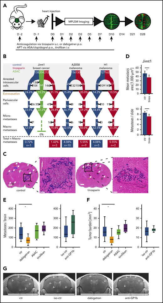 Effects of antithrombotic drugs on BM formation. (A) Experimental design. APT via anticoagulation with tinzaparin (tinza) or dual platelet inhibition with ASA/clopidogrel (ASAC) was started 2 days before heart injection and continued with daily application until day 10 after heart injection. (B) Flowchart of the brain metastatic cascade over 1 month to compare the fate of brain-arrested TCs with anticoagulative or antithrombotic treatment compared with a control (ctr) group. For each step of the metastatic cascade, the total number of surviving (white) vs dying (black) TCs is given, as well as the likelihood to reach the next step of the cascade (%). Jimt1, 138 metastases in 4 control mice vs 212 metastases in 3 tinzaparin-treated mice vs 204 metastases in 3 ASAC-treated mice; A2058, 156 metastases in 4 control mice vs 130 metastases in 3 tinzaparin-treated mice; H1, 127 metastases in 3 control mice vs 162 metastases in 3 tinzaparin-treated mice. χ2 test analysis for successful extravasation or micro- or macrometastasis formation was not significant. (C) Representative images of hematoxylin and eosin (H&E)–stained brain sections for quantification of overall tumor load at the ultimate end point on day 28. Metastases were counted in whole brain slides (white arrows). The higher magnifications show the morphology of 1 single brain metastasis and the colored outline used for area calculations: vascular co-optive growing metastases present with extensive perivascular protrusions and show a diffuse infiltration of TCs into the surrounding parenchyma, which were then counted as parts of 1 major metastasis. Scale bars for overview, 1 mm; for zoomed-in view, 200 µm. (D) Quantification of mean metastasis size and number in control vs tinzaparin-treated mice with breast cancer metastases. Jimt1, 1222 metastases in 4 control mice vs 997 metastases in 3 tinzaparin-treated mice (metastasis area, P = .022; metastasis number, P = .009. Error bars: 95% CI. (E-F) Quantification of metastasis number and overall tumor burden in control vs antithrombotic-treated mice after breast cancer cell injection. Dabigatran, 12 mice vs 11 control mice (metastasis number, P = .020; tumor load, P = .011); ASAC, 10 mice vs 11 control mice (metastasis number, P = .539; tumor load, P = .675); tirofiban, 7 mice vs 11 control mice (metastasis number, P = .119; tumor load, P = .230); anti-GPIb platelet depletion, 7 mice vs 11 isotype-control mice (metastasis number, P = .141; tumor load, P = .529. Boxplot. (G) Representative images of high-resolution MRI scans of mouse brains. BMs (arrowheads) are hyperintense in T1_RARE weighted contrast-enhanced images. Scale bar: 10 mm. p.o., orally; s.c., subcutaneously. All P values from Student t test. *P < .05.