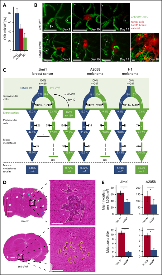 Inhibition of VWF reduces brain metastasis formation. (A) Quantification of arrested TCs on day 1 after intracardial injection with positive VWF signal. Jimt1, 198 metastases in 3 anti-VWF–treated mice; A2058, 183 metastases in 4 anti-VWF treated mice; H1, 150 metastases in 3 anti-VWF–treated mice. (B) MPLSM in vivo images of Jimt1 breast cancer metastases over time. Asterisks: Unique vessel formations used as reference coordinates. Arrowhead: remaining intravascular VWF accumulation that typically disappeared by day 10. Scale bars: 50 µm. (C) The brain metastatic cascade over 1 month represented as a flowchart to compare isotype control (iso-ctr) vs anti-VWF treatment. For each step of the metastatic cascade, the total number of TCs followed, and the likelihood of these cells to reach the next step (%) is shown. Jimt1, 271 metastases in 3 isotype-ctr mice vs 198 metastases in 3 anti-VWF–treated mice (successful micrometastasis P = .007) vs 169 metastases in 3 delayed anti-VWF–treated mice (successful micrometastasis P = .245). A2058, 161 metastases in 4 isotype-ctr mice vs 106 metastases in 3 anti-VWF–treated mice (successful micrometastasis P = 1.0). H1, 128 metastases in 4 isotype-ctr mice vs 153 metastases in 3 anti-VWF–treated mice (successful micrometastasis P = 1.0). All P values for panel C from χ2 test. (D) Representative H&E-stained brain sections of mice with Jimt1 treated with anti-VWF on days 0 to 28 after TC injection. Number of metastases was counted in whole brain slides (white arrows). The higher magnifications show the morphology of a single brain metastasis and the outline used for area calculations. Vascular co-optive growing metastases presented with extensive perivascular protrusions and showed a diffuse infiltration of TCs into the surrounding parenchyma, which were then counted as parts of 1 major metastasis. Scale bars for the overview: 1 mm; for the zoomed-in view: 200 µm. (E) Quantification of H&E-stained histology slides. Jimt1, 1588 metastases in 3 iso-ctr mice vs 294 metastases in 3 aVWF-treated mice (metastasis area P = .0001; metastasis number P = .0001). A2058, 577 metastases in 3 iso-ctr mice vs 117 metastases in 2 aVWF-treated mice (metastasis area P = c.028; metastasis number P = .0001). All P values for panel D from Student t test. All error bars: 95% CI. *P < .05.