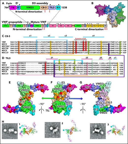 Modeling D′D3 dimerization. (A) Domain architecture and position of dimerizing cysteine residues (red vertical lines with S) in D′D3 assembly (top) and VWF monomer (bottom). (B) Solvent-accessible surface of D′D3.9 (C-D) Sequence alignments of D3 C8-3 and TIL3 modules in VWF and gel-forming mucins (see supplemental Figure 1 for VWD3 and E3). Cysteines implicated in disulfide exchange and interchain disulfides are noted with asterisks (*) and highlighted in red, whereas those that form intrachain disulfides are linked and highlighted in other colors. (E-G) The D′D3 dimer model is shown as a solvent-accessible surface colored by module with its twofold rotational axis as a double-ended arrow colored green on one end and blue on the other. D3 C termini in E3 are marked with large light-blue spheres. Residues mutated in VWF disease that cause loss of VWF binding (type 2M) and no other phenotypes (types 1, 3, 2A, and 2B) are marked with large red spheres. VWF tubules in Weibel-Palade bodies also have a dyad symmetry axis3,4 to which the D′D3 dimer axis must be parallel. VWF biology suggests that the dimer axis end colored green in panels E through G would orient toward the outside rather than the inside of tubules. This side links to A1 and the VWF C terminus and bears VWF disease mutations that specifically abolish factor VIII binding,9 which occurs during biosynthesis.19 A model of VWF tubules based on MUC2 filaments also supports this orientation.20 The dimer model was created with Modeler 9.621 as described in the text with each monomer templated with the segments of VWF and MUC2 (PDB ID 6N29 and 6RBF, respectively) shown in supplemental Figure 2. (H) Cross-correlation of the D′D3 dimer model to electron microscopy class averages of D′D3-A1 dimers12 was as described.12,22 The best-correlating D′D3 dimer orientation is shown enlarged as a ribbon diagram with coloring similar to that in panels E through G and with spheres at C termini of E3 to show where the mucin linker to A1 attaches. Owing to flexibility of this linker, A1 (a round globule) appears in different orientations or does not appear in class averages. CK, C-terminal cystine-knot domain. Modified from Springer.5