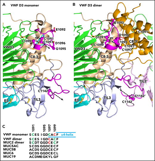 Conformational change in VWF C8-3 and TIL3 during dimerization. (A-B) Comparison of monomeric crystal structure model (A) and dimeric homology model (B) of D3. The monomer on the left is color-coded identically in panels A and B. Each module is labeled and has a distinct color for carbon atoms, except regions that change substantially in conformation upon dimerization are colored magenta. The other monomer on the right in the dimer in panel B lacks the color code for conformational change and its modules are shown in slightly different colors than in panel A. Its module and side-chain names are distinguished with an appended apostrophe. Side chains of cysteines and other selected residues are shown as sticks with yellow sulfurs and red oxygens. Additionally, sulfur atoms of cysteines in the triad in C8-3 and C1142 in TIL3 are shown as spheres. Dashed black arrows represent vectors for change in position of the sulfur atoms. Backbone Cα atoms of Cys triad residues are connected with cyan lines in panel A. The hydrogen bonds between the Asp-1096 side chain and main chain of the other monomer in the dimer are shown as red dashed lines for 1 of 2 reciprocal interactions in panel B. (C) Sequence alignment of the cysteine triad in human VWF and gel-like mucins. In VWF and MUC2, cysteines in intrachain disulfides are green and those as free cysteines in the VWF monomer or in interchain linkages in dimers are red. Cysteines in other mucins are black; however, 4 have cysteine triad sequences highly identical among VWF and 4 mucins and are predicted to undergo disulfide exchange between monomers and dimers, like VWF. MUC19 differs substantially in the same region, including having only 1 cysteine. It is predicted to be free in the monomer and disulfide linked in the dimer, much like Cys-1142 in VWF and its equivalent in all gel-like mucins.