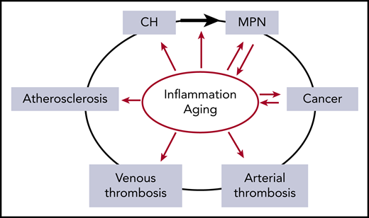 The relationship between inflammation and aging as risk factors (red arrows) for the development of CH, MPN, cancer, thrombosis, and atherosclerosis. Inflammation is implicated in increasing the risk of evolution from CH to MPN (black arrow). In addition, MPN and cancer drive inflammatory states, compounding the effects of inflammation. Inflammation and aging confound the relationship between MPN and thrombosis due to their roles as independent risk factors for both arterial and venous thrombosis.