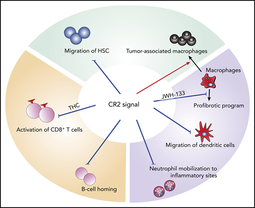 Effects of CR2 signaling on immune and hematopoietic cells. CR2 signaling inhibits migration of HSC, neutrophils, and dendritic cells, as well as CD8+ T-cell activation, and B-cell homing. It inhibits the profibrotic program of macrophages, but augments immune suppressive function of macrophages.
