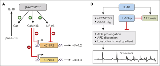 IL-18 in heart failure and SCD. (A) Control of IL-18 and Kv 4.x channels by β-adrenergic signaling (β-AR/GPCR) via CaMKIIδ and NF-κB pathways. These pathways inhibit expression of KCNIP2 (the gene for chaperon protein for Kv 4.2) and KCND3 (the gene for Kv 4.3). (B) Role of IL-18 in promoting arrhythmias and fibrosis in SCD cardiomyopathy. The adverse effects of IL-18 can be counteracted in the murine model by the treatment with IL-18bp for 4 weeks. APD, action potential duration. Professional illustration by ScEYEnce Studios.