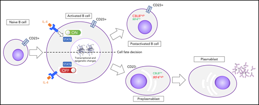 After activation, B cells that are committed to differentiate into PCs downregulate the CD23 cell-surface protein, IL-4/STAT6 signaling, and CBLB activity concomitantly with IRF4 induction. B cells that maintain the IL-4 signaling will not differentiate.