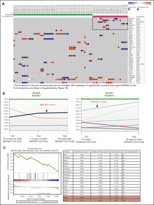 MAPK pathway mutations in PI3K inhibitor resistance to CLL. (A) Heatmap showing the distribution of mutations in selected genes based on response status. Previously described CLL drivers and PI3K pathway mutations from responders (left) and nonresponders (right) are plotted on the basis of their CCF values. In the heatmap, color gradation from blue (low) to red (high) indicates the range of CCF values. The 7 genes exclusively mutated in nonresponders are highlighted in the black box. (B) Clonal evolution of the mutations in MAP2K1 (in patient JB-0055) and PLEKHA1 (in patient JB-0061), derived by using the ABSOLUTE and PhylogicNDT tools. Each colored line represents a CCF distribution of a given gene cluster at different time points (T-01, T-02, and T-03 for JB-0055 and T-01 and T-02 for JB-0061). (C) Gene set enrichment analysis comparing the RNA-seq results from CLL samples before and after treatment with a PI3K inhibitor, from 2 primary nonresponders and 3 progressors after initial response. P < .001, q = 0.03. Idela, idelalisib.