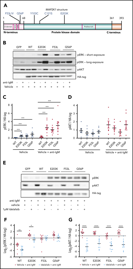 MEC1 cells overexpressing MAP2K1 mutations show constitutive ERK phosphorylation. (A) Graphical representation of MAP2K1 mutations identified in this PI3K resistance cohort and a relapsed refractory CLL cohort. (B) Representative immunoblot of MEC1 cells overexpressing WT and mutant MAP2K1, both unstimulated and with anti-IgM stimulation for 15 minutes. The labels on the top indicate the construct used: GFP only, WT MAP2K1, and MAP2K1 mutants (E203K, F53L, and Q56P). The cells were profiled for pERK, pAKT, and HA-tag. (C) Quantification of pERK from MEC1WT and MEC1MUT cells, unstimulated and after anti-IgM stimulation (n = 7 experiments). (D) Quantification of pAKT from MEC1WT and MEC1MUT cells, unstimulated and after anti-IgM stimulation (n = 7 experiments), showed no significant differences. (E) Representative immunoblot of MEC1 cells overexpressing WT or MAP2K1 mutants after in vitro treatment with either vehicle or 1 μM idelalisib for 1 hour and stimulation with anti-IgM for 15 minutes. (F) Quantification of pERK from MEC1WT and MEC1MUT cells after 1 μM idelalisib treatment in vitro (n = 10 experiments). (G) Quantification of pAKT from MEC1WT and MEC1MUT cells after 1 μM idelalisib treatment in vitro (n = 10 experiments). (F-G) The measurements were log transformed to satisfy statistical model assumptions. Data represented as mean ± SEM. ****P < .0005; ***P < .001; **P < .01; *P < .05.