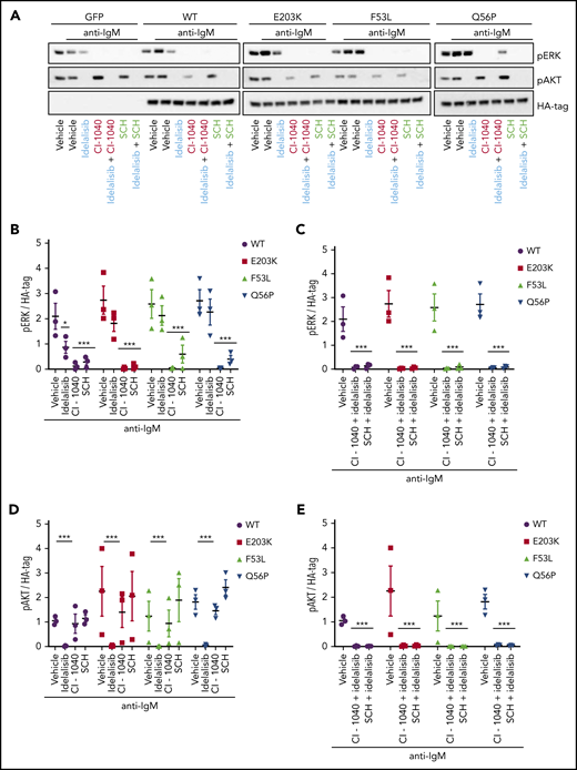 Inhibition of MAPK pathway signaling restores sensitivity to idelalisib in MEC1 cells overexpressing MAP2K1 mutants. (A) Representative immunoblot from MEC1 cell lines stably expressing WT and mutant MAP2K1 after 1-hour in vitro treatment with vehicle, 5 μM idelalisib, 5 μM CI-1040 (MEK1/2 inhibitor) or 5 μM SCH772984 (ERK1/2 inhibitor) alone or in combination followed by stimulation with anti-IgM for 15 minutes. (B) pERK densitometry analysis of MEC1WT and MEC1MUT cells after vehicle, 5 μM idelalisib, 5 μM CI-1040, or 5 μM SCH772984 treatment in vitro (n = 3) for 1 hour followed by stimulation with anti-IgM for 15 minutes. (C) pERK densitometry analysis of MEC1WT and MEC1MUT cells after combination treatment with 5 μM idelalisib and 5 μM CI-1040 or 5 μM idelalisib and 5 μM SCH772984 in vitro (n = 3) for 1 hour followed by stimulation with anti-IgM for 15 minutes. (D) pAKT densitometry analysis of MEC1WT and MEC1MUT cells after in vitro treatment with vehicle, 5 μM idelalisib, 5 μM CI-1040, or 5 μM SCH772984 (n = 3) for 1 hour followed by stimulation with anti-IgM for 15 minutes. (E) pAKT densitometry analysis of MEC1WT and MEC1MUT cells after combination treatment with 5 μM idelalisib with either 5 μM CI-1040 or 5 μM SCH772984 in vitro (n = 3) for 1 hour followed by stimulation with anti-IgM for 15 minutes. Data represented as mean ± SEM.***P < .001; *P < .05.
