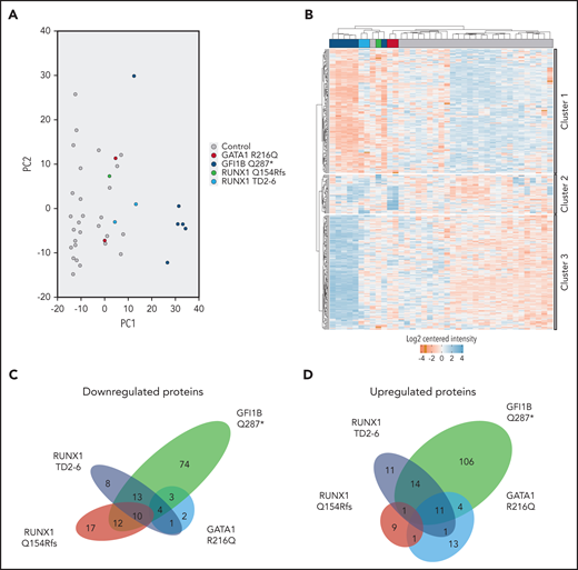 Differentially expressed proteins make up the transcription factor mutant platelet proteome. (A) Principal component analysis shows clustering of control samples from 28 individuals, clearly separated from GFI1BQ287* mutant-derived platelets (PC1). RUNX1 and GATA1 mutant platelets are more similar to each other and controls compared with GFI1B mutant platelets. (B) Hierarchical clustering was observed between control and mutant-derived platelets by K-means clustering analysis. One GFI1B case maps between a GATA1 and RUNX1 case and 1 control case maps between 2 RUNX1 cases. The differentially expressed proteins were subdivided into 3 clusters based on their expression similarity. Cluster 1 represents proteins that are mainly downregulated in mutants compared with controls. Cluster 2 represents proteins that are upregulated in GATA1R216Q and RUNX1 mutants compared with controls. Cluster 3 shows upregulated proteins for GFI1BQ287* mutant platelets. Downregulated proteins are marked in red; upregulated proteins are marked in blue. (C) Venn diagram from downregulated proteins shows overlap on affected proteins between TF mutants, but none are common to all TFs. Numbers in the different areas indicate the amount of shared proteins between cases. Proteins converging to significantly underrepresented processes are listed in supplemental Tables 2F and 4. (D) Venn diagram from upregulated proteins shows overlap of common upregulated proteins, but none are common to all TFs. Proteins converging to significantly overrepresented processes are listed in supplemental Tables 2H and 4. The total number of proteins down- and upregulated for RUNX1 variants was 65 + 47 = 112, whereas only 10 + 1 = 11 proteins were in common.