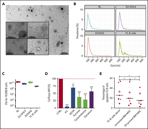 FL B cells produce EVs that are internalized by BM-MSCs and trigger their differentiation toward an FL-supportive stroma. (A) Transmission electron microscopy of EVs harvested by ultracentrifugation of conditioned medium from the RL B-cell line. Representative images of the data obtained with the different B-cell lines and primary FL B cells are shown. (B) Size analyze of EVs by TRPS. Data are represented as the mean ± SD from 6 (B-cell lines) or 4 (purified FL B cells) independent experiments. (C) Quantification of EVs by TRPS after 48 hours of culture of 104 B cells. (D) Flow cytometry analysis of 1.5 µM CellTrace Far Red–dyed EV uptake by BM-MSCs after 6 hours in the presence or not of specific endocytosis inhibitors. Data are represented as the mean ± SD of 4 independent experiments compared with the control condition (CTRL) arbitrarily assigned at 100%. Statistical significance was evaluated before normalization using the Dunnett post hoc test. ***P < .001; *P < .5. (E) Purified primary FL B cells (n = 8) were cocultured (ratio 4:1) or not with BM-MSCs pretreated or not with FL-derived EVs for 3 days. After 2 days, the percentage of active caspase-3+ CD19/CD20+ apoptotic malignant B cells was evaluated and compared with that of malignant B cells cultured alone using a nonparametric Wilcoxon test. Each symbol represents a different FL patient. *P < .05.
