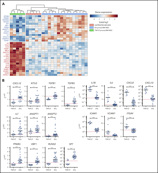 HSC niche signature is enriched in EV-primed BM-MSCs. (A) Hierarchical clustering of untreated, TNF/LT-primed, and EV-primed BM-MSCs on selected differentially expressed genes as evaluated by RNA-seq. The relative level of gene expression is depicted according to the shown color scale. (B) qPCR validation of the RNA-seq data for BM-MSCs treated by FL-derived EVs (n = 27) and TNF/LT (n = 9) highlighting genes upregulated by EVs (left) or TNF/LT (right). Results are expressed as the fold change compared with untreated BM-MSCs assigned at 1 (red dotted line). *P < .05; ***P < .001.