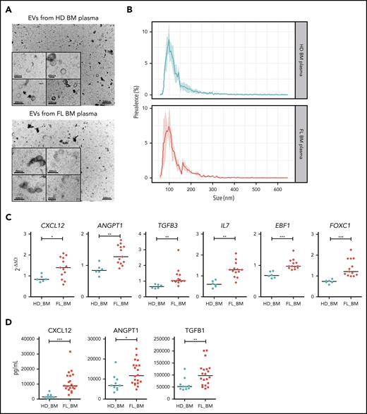 Characterization of the phenotype of BM-MSC treated by EVs purified from FL BM plasma. (A) Representative image of transmission electron microscopy of EVs harvested by ultracentrifugation of HD BM plasma (upper) and FL BM plasma (bottom). (B) Size analyze by TRPS of EVs harvested from HD BM plasma (upper, n = 4) or FL BM plasma (bottom, n = 4). Data are represented as the mean ± SD. (C) qPCR of BM-MSCs treated by 15 µL EVs freshly enriched from BM plasma of HD (n = 6) and FL patients (n = 13). Results expressed as fold change of untreated BM-MSCs. *P < .05; ** P < .01. (D) Luminex assay on BM plasma from HD BM (n = 10) and FL BM (n = 20). P < .05, **P < .01, ***P < .001.
