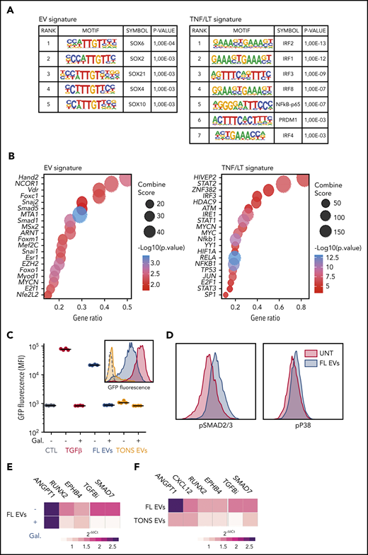 EV-induced signalization in BM-MSCs. (A) Analysis of transcription factor enrichment in the promoters of EV (left) or TNF/LT (right) upregulated genes performed with HOMER. Represented are significant motifs. (B) Enrichment for transcription factor targets in EV (left) or TNF/LT (right) upregulated genes as determined with TRRUST database with EnrichR Web site. The Top20 enriched transcription factors were represented as dot plots. (C) A TGF-β sensor cell line was stimulated overnight by TGF-β1, EVs from the RL cell line (FL EVs), or pooled EVs from tonsil B cells (TONS EVs) in the presence or not of the TGFBR1 inhibitor galunisertib (Gal). GFP expression was determined by flow cytometry and expressed as the mean fluorescence intensity (MFI). Shown are 4 independent experiments with 1 example of a representative data in the histogram. (D) Evaluation of SMAD2/3 and p38 phosphorylation by flow cytometry after a 6-hour stimulation by RL EVs in comparison with untreated (UNT) cells. Shown is one representative experiment out of 3. (E) Analysis by qPCR of BM-MSCs (n = 6) treated by RL EVs ± TGFBR1 inhibition with galunisertib. Results are expressed as median fold change of untreated BM-MSCs. (F) Analysis by qPCR of BM-MSCs (n = 6) treated with EVs from purified tonsil B cells. Results are expressed as median fold change of untreated BM-MSCs.