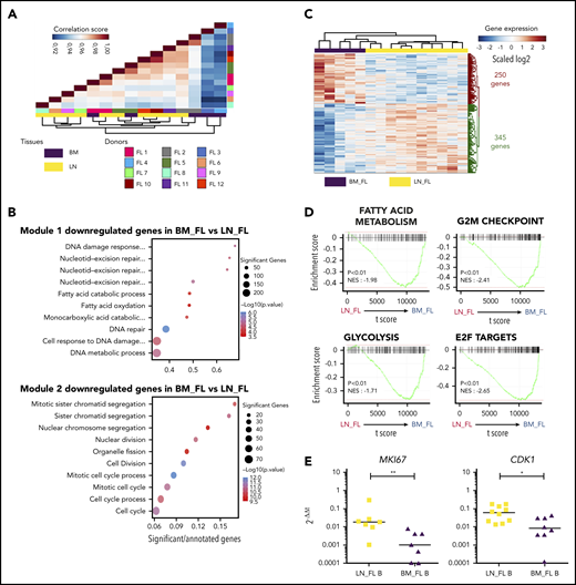 Characterization of BM FL B-cell phenotype. (A) Unsupervised Pearson correlation clustering on all expressed genes in purified FL B cells from LNs (n = 10) and BM (n = 5), including 3 paired BM/LN samples (FL1, FL2, and FL5). (B) List of the top 10 GO terms associated with the 2 modules identified as correlated with the tissue origin of FL B cells by WGCNA. (C) Heatmap of the differentially expressed genes between BM FL B cells and LN FL B cells (P < .01). (D) GSEA of the MSigDB hallmark pathways comparing BM FL B cells and LN FL B cells. (E) qPCR validation of the downregulation of MKI67 and CKD1 in BM FL B cells (n = 7) compared with LN FL B cells (n = 10). Results are represented in arbitrary units obtained by assigning the value of 1 to a pool of PBMCs. *P < .05; **P < .01
