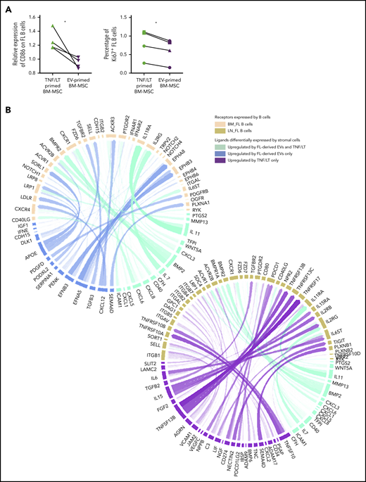 Characterization of the interaction of BM FL B cells with stromal cells. (A) Purified FL B cells (n = 4) were cocultured with BM-MSCs pretreated with TNF/LT or FL-derived EVs for 3 days. On day 3, CD19/CD20+ viable B cells were analyzed by flow cytometry for CD86 membrane expression (left; expressed as a ratio of mean fluorescence intensity compared with B cells cocultured on untreated BM-MSCs) and Ki67 nuclear expression (right; expressed as a percentage of stained B cells). (B) Circos plots showing predicted interactions between BM-MSCs defined as sender cells and FL B cells defined as receiver cells based on the genes enriched in the EV signature and/or TNF/LT signature compared with untreated BM-MSCs and genes enriched in BM FL B cells (left) or LN FL B cells (right) compared with normal centrocytes.