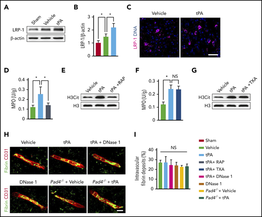 LRP-1 mediates the effects of tPA on neutrophil recruitment and NET formation after ischemic stroke. (A-B) Representative immunoblots and quantitative determinations of LRP-1 expression in the ischemic cortex at 24 hours after stroke in mice treated with vehicle or tPA compared with mice undergoing sham surgery (n = 5). (C) Representative confocal images of LRP-1 immunostaining in the ischemic cortex. DNA was stained with 4′,6-diamidino-2-phenylindole (blue). Independent experiments are repeated ≥3 times. Scale bar, 40 μm. (D) Quantification of MPO activity in the ischemic brain (n = 6). (E) Representative immunoblots of H3Cit in the ischemic cortex. (F) Quantification of MPO activity in the ischemic brain (n = 6). (G) Representative immunoblots of H3Cit in the ischemic cortex. (H) Representative confocal images of fibrin intravascular deposits (green) and CD31+ microvessels (red) in the infarct areas at 24 hours. Scale bar, 10 μm. (I) Quantification of fibrin intravascular deposits for each group (n = 6). Values are means ± standard deviation. *P < .05. NS, not significant; TXA, tranexamic acid.