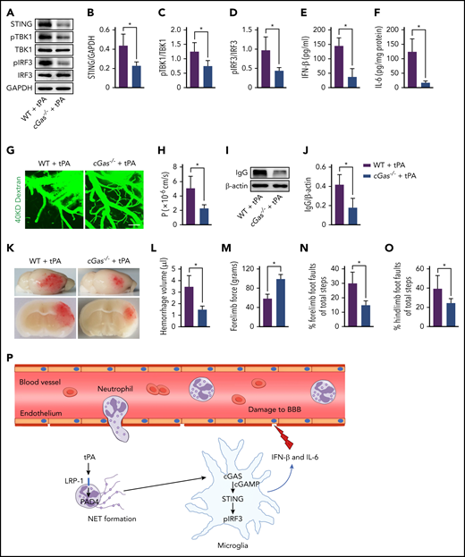 tPA-associated BBB disruption and hemorrhage after ischemic stroke are rescued by loss of cGAS. (A) Representative immunoblots for STING, pTBK1 and total TBK1, and pIRF3 and total IRF3 expression in the ischemic cortex of WT and cGas−/− mice treated with tPA. (B-D) Quantification of band intensities for each group (n = 5). (E-F) Quantification of IFN-β and IL-6 levels by enzyme-linked immunosorbent assay in the ischemic cortex (n = 6). (G-H) Representative in vivo multiphoton microscopic images of IV injected FITC-dextran (molecular weight, 40 KDa) leakage from cortical vessels and quantification of the permeability surface (P) product of FITC-dextran at 24 hours after stroke in WT and cGas−/− mice treated with tPA (n = 6). Scale bar, 100 μm. (I-J) Representative immunoblots and quantification of IgG levels in capillary-depleted brain tissue (n = 5). (K) Representative images of the dorsal surface (upper panel) and a coronal section (bottom panel) show cerebral hemorrhage 24 hours after stroke. (L) Quantification of cerebral hemorrhage (n = 8). (M-O) Effects of cGAS deficiency on forelimb force test and beam walking test 24 hours after stroke in tPA-treated mice (n = 10). (P) Model figure showing how tPA stimulates NET formation and how NETs are sensed by microglia after ischemic stroke. Values are means ± standard deviation. *P < .05. GAPDH, glyceraldehyde-3-phosphate dehydrogenase.