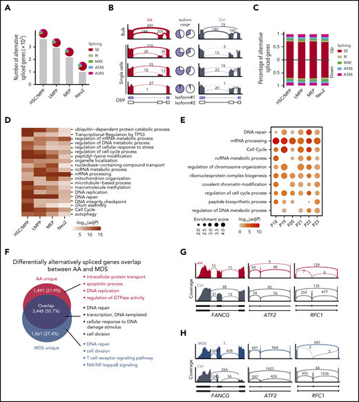 Alternative splicing events in HSPCs. (A) Number of genes that were differentially alternatively spliced in each HSPC subset. Pie charts illustrate the percentages of 5 types of splicing events. SE, skipped exon; RI, retained intron; MXE, mutually exclusive exons; A5SS, alternative 5′ splicing site; A3SS, alternative 3′ splicing site. (B) Representative display of differential OS9 exon usage in AA compared with control (Ctrl). Pie charts demonstrate the ratio of exon-exclusion isoform (blue, isoform#1) to exon-inclusion isoform (white, isoform#2). Bulk indicates the aggregation of single-cell data. (C) Percentage of different types of splicing events associated with up- or downregulated genes in AA. (D) Heat-map showing the top 20 enriched terms of differentially alternatively spliced genes in HSPCs. Colors indicate logarithmic transformed adjusted P values (Benjamini-Hochberg correction). (E) Enriched terms of differentially alternatively spliced genes between each patient with AA (n = 6) and 3 healthy controls based on bulk RNA-seq. Dot sizes represent enrichment scores and dot colors represent logarithmic transformed adjusted P values (Benjamini-Hochberg correction). (F) Venn diagram showing the overlap of differentially alternatively spliced genes in AA and MDS compared with Ctrl in aggregated HSPCs. Top 4 enriched GO terms ranked by P values (hypergeometric test) are shown for each gene set. Representative display of shared skipped exon events for DNA repair-associated genes in AA (G) and MDS (H) of aggregated HSPCs.