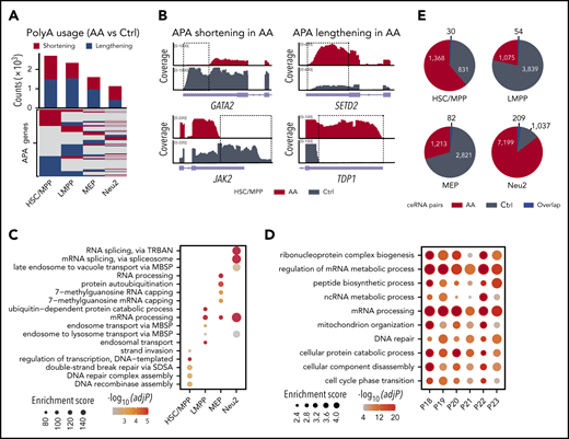 Aberrant polyadenylation in HSPCs. (A) Heat-map showing genes (rows) with 3′ untranslated region (UTR) shortening (red) or lengthening (blue) in AA derived HSPCs. Bar plot shows the number of altered APA genes in each cell type (top). (B) Representative display of genes exhibiting 3′ UTR shortening (GATA2, JAK2) or lengthening (SETD2, TDP1) in HSC/MPP. Alternative usages of the 3′ UTR are highlighted by the dotted rectangles. (C) Top 5 enriched GO terms (ranked by logarithmic transformed adjusted P values, Benjamini-Hochberg correction) for altered APA genes in each HSPC subset. MBSP, multivesicular body sorting pathway; SDSA, synthesis-dependent strand annealing; TRBAN, transesterification reactions with bulged adenosine as nucleophile. (D) Enriched terms of differential APA genes between each patient with AA (n = 6) and 3 healthy controls (Ctrls) based on bulk RNA-seq. Dot sizes represent enrichment scores and dot colors represent logarithmic transformed adjusted P values (Benjamini-Hochberg correction). (E) Pie charts showing the number of ceRNA pairs shared between AA and Ctrl (blue). AA-specific ceRNA pairs (red) and control-specific ceRNA pairs (gray) have also been highlighted.