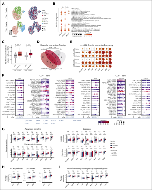 HSPC molecular interactions with T cells. (A) UMAP visualization of single T cells derived from bone marrow (triangles) or peripheral blood (circles) from SAA (dark red, n = 4), non-SAA (dark blue, n = 11) or Ctrl (dark gray, n = 2). Colors indicate naïve cells (red), memory cells (green), and effector cells (blue). (B) Top 20 GO terms enriched among the genes upregulated in CD4+ T cells from patients with non-SAA (n = 11). Dot color indicates the logarithmic transformed adjusted P value (Benjamini-Hochberg correction). Dot size indicates enrichment score estimated by Metascape. Abbreviation: AP.P.EP, antigen processing and presentation of exogenous peptide. (C) Box plots indicating a significantly increased number of HSPCs molecular interactions with CD4+ and CD8+ T cells in non-SAA (HSPCs, n = 12; T cells, n = 11; Student t test). (D) Venn diagram displaying the overlap of molecular interactions between CD4+ and CD8+ T cells in non-SAA (HSPCs, n = 12; T cells, n = 11). (E) Number of non-SAA–specific molecular interactions in each T-cell subset and HSPCs. Gradient color and dot size indicate relative abundance of molecular interactions. (F) Spectrum of ligand-receptor pairs (rows) between HSPCs and T cells (columns) as observed in patients with non-SAA (HSPCs, n = 12; T cells, n = 11). Dot sizes and colors represent logarithmic transformed P values (permutation test) and mean expression of interacting molecules in corresponding cell subsets. (G) Average expression of apoptosis signaling genes and critical components in this signaling pathway. *P ≤ .05; **P ≤ .01; ***P ≤ .001; Wilcoxon rank-sum test. (H) Average expression of CCR5 pathway genes and critical components in this signaling pathway. (I) Average expression of upregulated genes in proinflammatory monocytes in autoimmune disease.