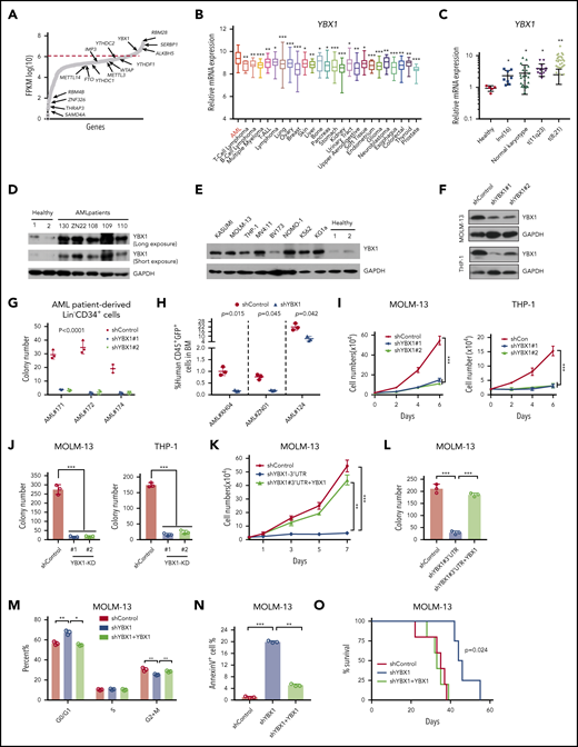 Elevated expression of YBX1 is required for survival of human myeloid leukemia cells. (A) Expression profiling of 1068 RNA-binding protein-encoding genes in patients with AML using the TCGA database. (B) YBX1 mRNA had the highest level of expression in AML compared with other cancers among 1429 human cancer cell lines in the Cancer Cell Line Encyclopedia database (https://portals.broadinstitute.org/ccle). Horizontal bars represent the tumor types where 1429 cells lines belong. (C) qRT-PCR analysis was used to determine the expression of YBX1 in normal BM cells from healthy donors (n = 5) and patient-derived primary AML cells of various subtypes, including inv(16) (n = 8), normal karyotype (n = 23), t(11q23) (n = 13), and t(8;21) (n = 28). Horizontal bars represent the cells used for qPCR are derived from bone marrow cells from healthy samples and patient samples with different karyotypes. (D) Immunoblot showing YBX1 expression in bulk BM mononuclear cells from healthy donors (n = 2) and primary patients with AML (n = 5). Glyceraldehyde 3-phosphate dehydrogenase (GAPDH) served as a loading control. (E) Western blot analysis of YBX1 expression in various patient-derived myeloid leukemia cell lines; CD34+ cells derived from cord blood were used as a normal control and GAPDH served as the loading control. (F) Immunoblot showing YBX1 KD efficiency in leukemia cells, MOLM-13, and THP-1 after transduction with shRNA lentiviruses targeting YBX1. (G) Colony formation assay showing the clonogenic defect of primary Lin–CD34+ cells from 3 individual patients with AML after YBX1 KD. Horizontal bars (AML#171, AML#172, and AML#173) are names of 3 patient samples. (H) In vivo leukemic engraftment analysis at 8 weeks after xenotransplantation. Data from 3 independent experiments for 3 patients with AML were combined (right, 3 recipients per patient sample per group). Horizontal bars (AML#XH04, AML#ZN01, and AML#124) are names of 3 patient samples. (I) Growth curves of MOLM-13 and THP-1 leukemia cells after transduction with lentiviruses for shYBX1#1, shYBX1#2, or shControl. (J) Colony formation assay of MOLM-13 and THP-1 leukemia cells after transduction with indicated lentiviruses. Horizontal bars (YBX1-KD#1 and YBX1-KD#2) represent shYBX1#1 and shYBX1#2, respectively. (K) Growth curves showing the rescued growth of leukemia cells by ectopic expression of YBX1. Leukemia cells were transduced with shRNA lentivirus targeting the YBX1 3′ UTR (shYBX1-3′ UTR) or shYBX1 3′ UTR plus YBX1 complementary DNA for rescuing YBX1 expression. (L) Colony formation assay showing the rescued clonogenic capability of leukemia cells by ectopic expression of YBX1. Horizontal bars represent leukemia cells transduced with shRNA lentivirus targeting the YBX1 3′ UTR (shYBX1-3′ UTR) or shYBX1 3′ UTR plus YBX1 complementary DNA for rescuing YBX1 expression or shControl. (M) Cell cycle distribution of leukemia cells after transduction with the indicated lentiviruses. Cells were labeled with Hoechst 33342 and assessed by flow cytometry. Horizontal bars represent different phases of the cell cycle after leukemia cells were transduced with shRNA lentivirus targeting the YBX1 3′ UTR (shYBX1-3′ UTR) or shYBX1 3′ plus YBX1 complementary DNA for rescuing YBX1 expression or shControl. (N) Percentages of apoptotic leukemia cells at day 4 after transduction. Horizontal bars represent leukemia cells transduced with shRNA lentivirus targeting the YBX1 3′ UTR (shYBX1-3′ UTR) or shYBX1 3′ UTR plus YBX1 complementary DNA for rescuing YBX1 expression or shControl. (O) Kaplan-Meier plot showing the survival time of 3 cohorts of recipient mice transplanted with MOLM-13 cells (n = 4 to 5 recipient mice per group). Horizontal bars represent days after leukemia cells were transduced with shRNA lentivirus targeting the YBX1 3′ UTR (shYBX1-3′ UTR) or shYBX1 3′ UTR plus YBX1 complementary DNA for rescuing YBX1 expression or shControl and injected to recipient mice. A log-rank test was performed, and panels F to N show 1 representative sample of 3 independent experiments. Error bars denote mean ± standard deviation (SD). Two-tailed Student t test: *P < .05; **P < .01; ***P < .001. FPKM, fragments per kilobase million; GFP, green fluorescent protein.