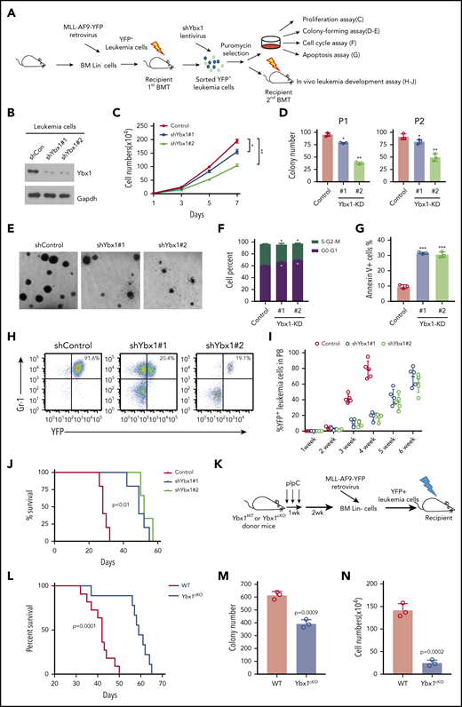 Ybx1 is required to maintain murine myeloid leukemia cell survival in vitro and in vivo. (A) Experimental scheme for assays in panels C to J. Lin– BM cells were transduced with MLL-AF9-yellow fluorescent protein (MLL-AF9-YFP) retrovirus and transplanted into sublethally irradiated recipient mice. YFP+ leukemia cells from AML mice were sorted and used for experiments as indicated. (B) Immunoblot showing Ybx1 KD efficiency in MLL-AF9-YFP leukemia cells after transduction with shRNA lentiviruses targeting Ybx1. (C) Growth curves of murine leukemia cells after transduction with lentiviruses for shYbx1#1, shYbx1#2, or shControl. (D-E) Colony formation assay (D; Control, shControl; P1 and P2, plating 1 and serial replating 2, respectively; Ybx1-KD#1 and Ybx1-KD#2, shYbx1#1 and shYbx1#2, respectively) and representative colony images (E; original magnification, ×100) of murine leukemia cells after transduction with the indicated lentiviruses; cells were cultured in MethoCult M3434 for 7 days. (F) Quantitative summary of flow cytometry analysis of cell cycles after leukemia cells were transduced with the indicated lentiviruses. Cells were labeled with Hoechst 33342 and were assessed by flow cytometry. (G) Percentage of apoptotic murine leukemia cells at day 4 after transduction. (H) Representative flow cytometry plot showing YFP+ leukemia cells in PB at 4 weeks after transplantation. (I) Percentages of YFP+ leukemia cells in PB at the indicated time after transplantation (n = 5 per group). (J) Kaplan-Meier survival curves of recipient mice transplanted with YFP+ leukemia cells after KD of Ybx1 (n = 5). A log-rank test was performed. (K) Experimental scheme for MLL-AF9–induced AML model. (L) Kaplan-Meier survival curves for recipients of MLL-AF9–transduced Lin– BM cells from WT or Ybx1cKO donor mice (n = 10; from 2 independent experiments). A log-rank test was performed. (M-N) Colony formation assay of leukemia cells (M) and cell numbers (N) from WT and Ybx1cKO AML mice. (B-G) Shown is 1 representative of ≥3 independent experiments. Error bars denote mean ± SD. Two-tailed Student t test: *P < .05; **P < .01; ***P < .001. BMT, BM transplantation.