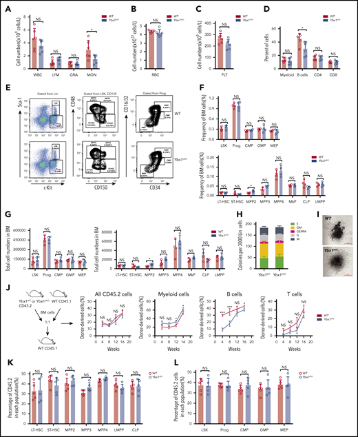 Ybx1 is dispensable for normal hematopoiesis. (A-C) Blood count analysis in the PB of WT and Ybx1cKO mice at 4 weeks after pIpC treatment (n = 6) for white blood cells (WBC), lymphoma cells (LYM), granulocytes (GRA), monocytes (MON) (A), red blood cells (RBC) (B), and platelets (PLT) (C). (D) Percentages of different mature lineage cells in the PB of WT and Ybx1cKO mice at 4 weeks after pIpC treatment (n = 6). (E) Representative fluorescence-activated cell sorting plots showing the gating strategy for different stem and progenitor cell populations in BM from WT and Ybx1cKO mice. (F-G)) Frequencies (F) and total cell numbers (G) of different progenitor populations (left) and stem cell populations (right) in the bone marrow of WT and Ybx1cKO mice 4 weeks after pIpC treatment (n = 4). (H-I) Colony formation assay showing similar clonogenic ability (H) and representative clone image (I) of Lin– BM cells from WT and Ybx1cKO mice at 4 weeks after pIpC treatment. (J-K) Competitive repopulation assay showing similar reconstitution capacity of HSCs from WT and Ybx1cKO mice. (J) Total BM cells from WT and Ybx1cKO mice were transplanted into lethally irradiated recipient mice (CD45.1) together with equal numbers of CD45.1 competitor BM cells. Flow cytometry analysis of different donor-derived cell lineages in PB of recipient mice from 4 to 16 weeks after BMT (WT, n = 5; Ybx1cKO, n = 5). (K) Percentage of donor-derived stem cell (left) and progenitor cell (right) compartments in the BM of recipients at 16 weeks after BMT. Horizontal bars represent abbreviations for cell types (A-D,F-G,K-L), or show the weeks after bone marrow transplantation (J). Error bars denote mean ± SD. Two-tailed Student t test: *P < .05; ***P < .001. LT-HSC, long-term HSC; MkP, megakaryocyte progenitor; NS, not significant; Prog, Lin−c-Kit+ progenitor cells; Sca-1, stem cell antigen-1; ST-HSC, short-term HSC.