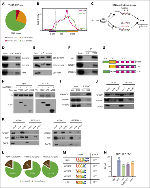 YBX1 binds m6A-tagged RNA mediated by IGF2BPs. (A) The distribution of YBX1-binding peaks within different gene regions identified by FLAG-YBX1 RIP-seq in HEK293T cells. (B) Metagene profiles showing higher overlap of YBX1-binding sites and m6A modifications across the mRNA transcriptome. GSE29714 data were used for MeRIP-seq analysis. (C) Experimental scheme for RNA pull-down assay. Biotin-labeled single-strand RNA ss-m6A and biotin-labeled ss-A were used. (D) Western blot shows that IFG2BPs and YBX1 protein were selectively pulled down from HEK293T nuclear extract. (E) RNA pull-down assay showing the pull-down of purified GST-IGF2BP1/3 proteins, but not GST-YBX1 by biotin-labeled ss-m6A. (F) Coimmunoprecipitation and western blot showing the binding of YBX1 with IGF2BP1/3 in HEK293T cells. (G) Schematic structures showing the organization of YBX1 protein and YBX1 variants used in this study. Green box, the ala (A) and pro (P) enrich domain (A/P-rich domain); yellow box, an evolutionarily conserved CSD; pink and white separated boxes showing long C-terminal domain (CTD) with 4 arginine-rich motifs (ARMs) (pink boxes) and 4 acid motifs (AcidMs) (white boxes). (H-I) Coimmunoprecipitation and western blot showing the binding of FLAG-tagged YBX1 and its variants with hemagglutinin antigen (HA)-tagged IGF2BP1 in HEK293T cells (H) and of FLAG-CSD with endogenous IGF2BP1/3 in HEK293T cells (I). (J) RNA pull down with ss-m6A or ss-A in YBX1 KD or control HEK293T cells. Western blotting showing the similar pull-down efficiency of IGF2BP1/3 between YBX1 KD and control group. (K) RNA pull down with ss-m6A or ss-A in IGF2BPs KD or control HEK293T cells. Western blots showing the reduced pull-down amounts of IGF2BP1/3 and YBX1 between IGF2BP1/3 KD and control group. (L) Venn diagram showing the percentages of shared high-confidence targets among YBX1 and IGF2BPs. IGF2BPs iCLIP-seq data from GSE90686 were compared with YBX1 RIP-seq data. (M) Top consensus sequences of YBX1-binding sites, IGF2BP-binding sites, and the m6A motif detected by motif analysis. (N) YBX1 RIP-qPCR showing binding of FLAG-YBX1 to the representative targets (MYC, BCL2, TK1, MARCKSL1) in HEK293T cells. (O) Reducing mRNA half-life of the representative targets (MYC, BCL2, TK1, MARCKSL1) by deleting YBX1 in HEK293T cells. (P) Relative Fluc activity of MYC and BCL2 3′ UTR reporters with wild-type (CRD-WT) or mutated (CRD-mut) CRD in HEK293T cells with overexpressed YBX1. (Q) Relative luciferase activity (Rluc) ofCRD-WT orCRD-mut in IGF2BP1 KDor controlHEK293T cellswith expression of YBX1. (R) Relative luciferase activity ofCRD-WT or CRD-mut in YBX1 KD or control HEK293T cells with expression of IGF2BP1. RNA pull-down assays and western blotting show 1 representative of 3 independent experiments (D-K). Panels N and P-R show 1 representative of at least 3 independent experiments. Two-tailed Student t test: **P < .01; ***P < .001.; IP, immunoprecipittion; mut, mutant; shCon, shControl; Vec, vector.
