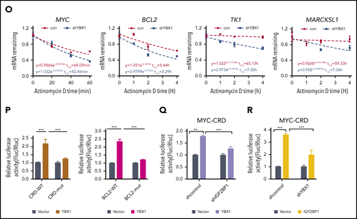 YBX1 binds m6A-tagged RNA mediated by IGF2BPs. (A) The distribution of YBX1-binding peaks within different gene regions identified by FLAG-YBX1 RIP-seq in HEK293T cells. (B) Metagene profiles showing higher overlap of YBX1-binding sites and m6A modifications across the mRNA transcriptome. GSE29714 data were used for MeRIP-seq analysis. (C) Experimental scheme for RNA pull-down assay. Biotin-labeled single-strand RNA ss-m6A and biotin-labeled ss-A were used. (D) Western blot shows that IFG2BPs and YBX1 protein were selectively pulled down from HEK293T nuclear extract. (E) RNA pull-down assay showing the pull-down of purified GST-IGF2BP1/3 proteins, but not GST-YBX1 by biotin-labeled ss-m6A. (F) Coimmunoprecipitation and western blot showing the binding of YBX1 with IGF2BP1/3 in HEK293T cells. (G) Schematic structures showing the organization of YBX1 protein and YBX1 variants used in this study. Green box, the ala (A) and pro (P) enrich domain (A/P-rich domain); yellow box, an evolutionarily conserved CSD; pink and white separated boxes showing long C-terminal domain (CTD) with 4 arginine-rich motifs (ARMs) (pink boxes) and 4 acid motifs (AcidMs) (white boxes). (H-I) Coimmunoprecipitation and western blot showing the binding of FLAG-tagged YBX1 and its variants with hemagglutinin antigen (HA)-tagged IGF2BP1 in HEK293T cells (H) and of FLAG-CSD with endogenous IGF2BP1/3 in HEK293T cells (I). (J) RNA pull down with ss-m6A or ss-A in YBX1 KD or control HEK293T cells. Western blotting showing the similar pull-down efficiency of IGF2BP1/3 between YBX1 KD and control group. (K) RNA pull down with ss-m6A or ss-A in IGF2BPs KD or control HEK293T cells. Western blots showing the reduced pull-down amounts of IGF2BP1/3 and YBX1 between IGF2BP1/3 KD and control group. (L) Venn diagram showing the percentages of shared high-confidence targets among YBX1 and IGF2BPs. IGF2BPs iCLIP-seq data from GSE90686 were compared with YBX1 RIP-seq data. (M) Top consensus sequences of YBX1-binding sites, IGF2BP-binding sites, and the m6A motif detected by motif analysis. (N) YBX1 RIP-qPCR showing binding of FLAG-YBX1 to the representative targets (MYC, BCL2, TK1, MARCKSL1) in HEK293T cells. (O) Reducing mRNA half-life of the representative targets (MYC, BCL2, TK1, MARCKSL1) by deleting YBX1 in HEK293T cells. (P) Relative Fluc activity of MYC and BCL2 3′ UTR reporters with wild-type (CRD-WT) or mutated (CRD-mut) CRD in HEK293T cells with overexpressed YBX1. (Q) Relative luciferase activity (Rluc) ofCRD-WT orCRD-mut in IGF2BP1 KDor controlHEK293T cellswith expression of YBX1. (R) Relative luciferase activity ofCRD-WT or CRD-mut in YBX1 KD or control HEK293T cells with expression of IGF2BP1. RNA pull-down assays and western blotting show 1 representative of 3 independent experiments (D-K). Panels N and P-R show 1 representative of at least 3 independent experiments. Two-tailed Student t test: **P < .01; ***P < .001.; IP, immunoprecipittion; mut, mutant; shCon, shControl; Vec, vector.