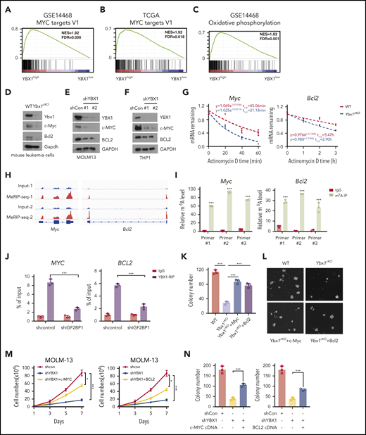 MYC and BCL2 mediate the function of YBX1 in leukemia cells. (A-C) Gene set enrichment analysis plots showing enrichment of MYC targets and genes for oxidative phosphorylation in YBX1high vs YBX1low groups from GSE14468 and TCGA AML patient cohorts. (D) Immunoblot for Myc and Bcl2 expression in WT and Ybx1cKO leukemia cells (Gapdh was used as a loading control). (E-F) Immunoblot for MYC and BCL2 expression in MOLM-13 cells (E) and THP-1 cells (F) 4 days after transduction with the indicated lentiviruses (GAPDH was used as a loading control). (G) The mRNA half-life of Myc and Bcl2 in WT and Ybx1cKO leukemia cells. (H) IGV tracks that show the distribution of m6A peaks for Myc and Bcl2 transcripts. (I) MeRIP-qPCR analysis of m6A enrichment of Myc and Bcl2 in LICs. Primers 1, 2, and 3 are located around m6A sites. (J) YBX1 RIP-qPCR analysis showing YBX1 binding to MYC and BCL2 mRNA in shControl or shIGF2BP1 leukemia cells. (K) Colony formation assay of LICs from WT and Ybx1cKO AML mice. Ybx1cKO LICs were transduced with lentiviruses expressing Myc or Bcl2. (L) Representative images from a colony formation assay indicating lentiviruses. Original magnification, ×100. (M-N) Growth curve (M) and colony formation assay (N) of MOLM-13 cells after transduction with indicated lentiviruses. (O) Flow cytometry analysis of apoptosis after transduction with indicated lentiviruses at day 4. (P) Percentages of apoptotic leukemia cells after transduction at day 4. (Q) Working model showing the role of YBX1 in leukemia. Panels D-G and I-P show 1 representative of at least 3 independent experiments. Two-tailed Student t test: *P < .05; **P < .01; ***P < .001. FDR, false discovery rate; NES, normalized enrichment score.