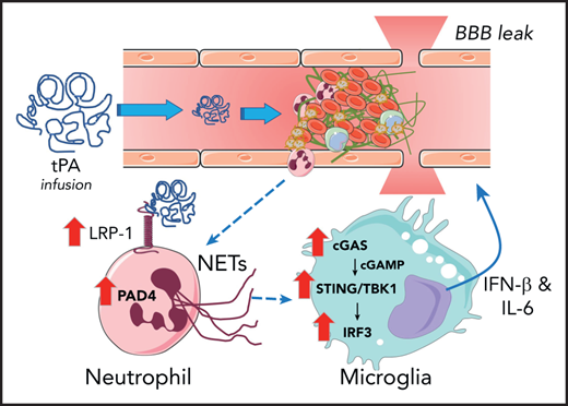 Model by which ICH occurs in stroke after tPA infusion therapy. Introduction of therapeutic concentrations of tPA results in upregulation of LRP-1 and PAD4 by neutrophils, which results in induction of NETosis. Neutrophil-derived DNA results in activation of the cGAS-STING/TNKB1/IRF3 pathway, which promotes the release of type I interferon and IL-6 that cause BBB leak.