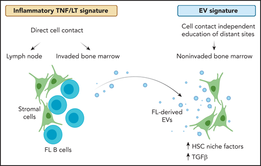 Gene expression alterations in stromal cells vary across tissue sites of disease manifestation in follicular lymphoma. At sites of direct cell contact, namely lymph node and invaded bone marrow, an inflammatory TNF/LT-mediated expression signature in stromal cells provides survival support for malignant B cells. In addition, follicular lymphoma cells release extracellular vesicles that can prime stromal cells at distant sites in a cell contact–independent manner. Thus, gene expression in noninvaded bone marrow stromal cells derived from follicular lymphoma patients correlate with EV-mediated alterations. The latter is characterized by an upregulation of HSC niche factors and TGFβ signaling in stromal cells. FL, follicular lymphoma; HSC, hematopoietic stem cell. Created with BioRender.com.