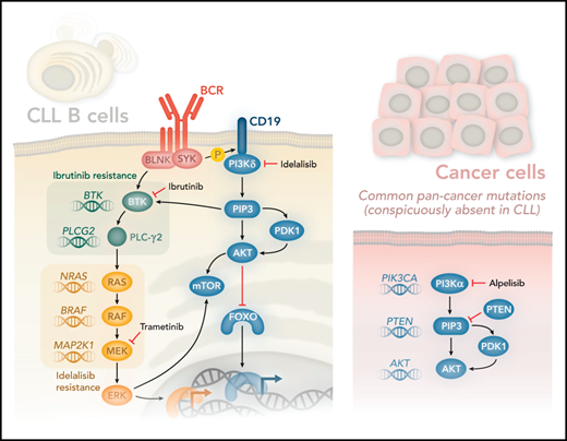 PI3Kδ is activated after SYK-mediated phosphorylation of CD19, which provides docking sites for PI3Kδ. PI3Kδ generates the lipid second-messenger molecule phosphatidylinositol(3,4,5)P3 (PIP3), which binds the PH domains of AKT and BTK. BTK is also regulated directly via SYK-mediated phosphorylation of BLNK. The activation of PLC-γ2 downstream of BTK is essential for generating the second-messenger molecules diacylglycerol and Ca2+ (not shown), which in turn control various transcription factors and contribute to the activation of RAS. RAS is at the apex of the MAPK signaling pathway, which is controlled by sequential activation of the kinases RAF, MEK, and ERK. Remarkably, Murali et al found activating mutations in genes encoding RAS, RAF, and MEK (mutated genes shown in italics in the figure). Strikingly, they found no mutations in genes typically associated with increased PI3K signaling in other cancer types (PIK3CA, PTEN, and AKT1-2, and -3). A search of 1308 CLL samples from The Cancer Genome Atlas returned no significant mutation in any of these genes (K.O., unpublished observations). Murali and colleagues therefore propose that PI3Kδ inhibitors such as idelalisib be combined with MAPK inhibitors, such as the MEK inhibitor trametinib, to circumvent adaptive resistance to therapy. Professional illustration by Somersault18:24.