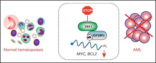 YBX1 interacts with the m6A reader IGF2BP proteins to stabilize m6A-modified transcripts, including MYC and BCL2. Upon YBX1 inactivation, MYC and BCL2 undergo accelerated decay, thus compromising AML cells. However, the loss of YBX1 has no major impact on normal multilineage hematopoiesis.
