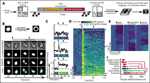 Live single-cell quantifications reveal heterogeneity in ERK signaling dynamics upon cytokine stimulation in human HSPCs. (A) Experimental scheme. The KTR-based fluorescent reporter is depicted to scale. (B) Schematic representation of the subcellular distribution of KTRs. When ERK is active, KTRs translocate from the nucleus to the cytoplasm, illustrated by representative video frames of a human HSC stimulated with 3F at indicated time. Shown are all 3 imaging channels and the overlay with the nuclear mask (scale bar, 10 μm). Gray bar at the top represents the timing of cytokine presence, and arrows indicate the timing of stimulation (media exchange) at 0 minutes and refreshment at 60 minutes. The same cell is shown in panel Cii and supplemental Video 2. (C) Single-cell time series and heat-stripe representation of ERK signaling response for 3 representative HSCs upon the stimulation with 3F. (D) Heat-stripe representation of ERK signaling dynamics in 90 single HSCs (3 independent experiments) in response to 3F. Each row corresponds to a single HSC, and cells are sorted based on cumulative ERK signal (no to high). Cells shown in panel C are highlighted in panels Di-iii). Two or 3 pooled UCB units were used per experiment. (E-F) Specificity of ERKKTR sensor. (E) Heat-stripe representation showing absence of ERK signaling in CD34+ cells treated with blank medium (no 3F, 33 cells) and 3F plus ERK inhibitors PD0325901 (10 µM, 40 cells) or U0126 (10 µM, 44 cells) from 2 independent experiments. (F) Quantification of anti-phospho-p44/42 immunostaining 1 hour after stimulation of cells in panels D and E. Unpaired Student t test with Welch’s correction. ***P < .0005; ns (not significant), P > .05. P2A , picornavirus 2A. SFFV, spleen focus-forming virus.
