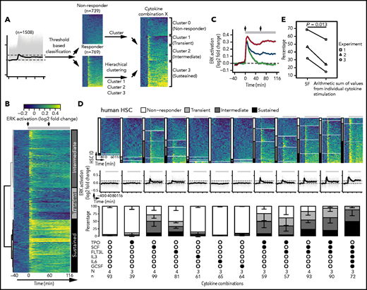 ERK signaling dynamics in human HSCs are dependent on cytokine identity and combinations. (A) Workflow of classifying clusters of different ERK signaling dynamics from pooled (n = 1508) single-cell time series of both HSCs and MPPs. (B) Hierarchical clustering of time series of responders (n = 769) using dynamic time warping and Ward’s linkage method, resulting in 3 major clusters (transient, intermediate, and sustained) that are color coded. Gray bar at the top indicates the timing of cytokine presence, with arrows denoting the timing of stimulation and refreshment. (C) Population average of ERK signaling dynamics across 3 clusters as identified in panel B. Gray band indicates the 95% confidence interval of mean. (D) ERK signaling dynamics in single HSCs upon the stimulation with 12 different cytokine combinations are shown as heatmap (top panel) and time series (middle panel). For heatmaps, cells are organized according to the identified 4 clusters (nonresponder, transient, intermediate, and sustained) and sorted based on cumulative ERK signal (no to high). Heatmap heights are stretched to compensate for different cell numbers analyzed and best illustrate the frequencies of 4 clusters (scaled to 100%). For time series, gray curves represent individual cells, and black curve represents the population average. The 2 dashed lines denote values of 0 (bottom) and mean + 2xSD of the baseline measurements (top). Gray bar at the top indicates the timing of cytokine presence. Distributions of 4 clusters across 12 cytokine combinations (bottom panel) are calculated within individual experiments and shown as mean ± SD from 3 or 4 independent experiments (see supplemental Figure 5B for P values determined by pairwise Student t test with FDR correction). Black solid circles indicate the presence of cytokines. Number of independent experiments (N) performed and single cells (n) analyzed are shown. Two or 3 pooled UCB units were used per experiment. (E) 5F has a “more-than-additive” effect in inducing sustained ERK signaling dynamics. Shown are percentage of cells exhibiting sustained ERK activity upon the stimulation with 5F and the arithmetic sum of the corresponding 5 individual cytokine stimulations from 3 independent experiments (1-tailed, paired Student t test).