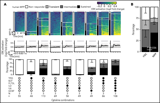 Cytokine-specific ERK signaling dynamics in human MPPs are cell-context dependent. (A) ERK signaling dynamics in single MPPs upon stimulation with 8 cytokine combinations are shown as heatmap (top panel) and time series (middle panel). For heatmaps, cells are organized according to the identified 4 clusters (nonresponder, transient, intermediate, and sustained) and sorted based on cumulative ERK signal (low to high). Heatmap heights stretched to compensate for different cell numbers analyzed and best illustrate the distribution of 4 clusters (scaled to 100%). For time series, gray curves represent individual cells, and black curve represents the population average. The 2 dashed lines denote values of 0 (bottom) and mean + 2xSD of the baseline measurements (top). Gray bar at the top indicates the timing of cytokine presence. Distributions of 4 clusters across 8 cytokine combinations (bottom panel) are calculated within individual experiments and shown as mean ± SD from 3 independent experiments (see supplemental Figure 6B for P values determined by pairwise Student t test with FDR correction). Black solid circles indicate the presence of cytokines. Number of independent experiments (N) performed and single cells (n) analyzed are shown. Two or 3 pooled UCB units were used per experiment. (B) Percentage of HSCs vs MPPs displaying different ERK signaling dynamics upon SCF stimulation (2-tailed Student t test).