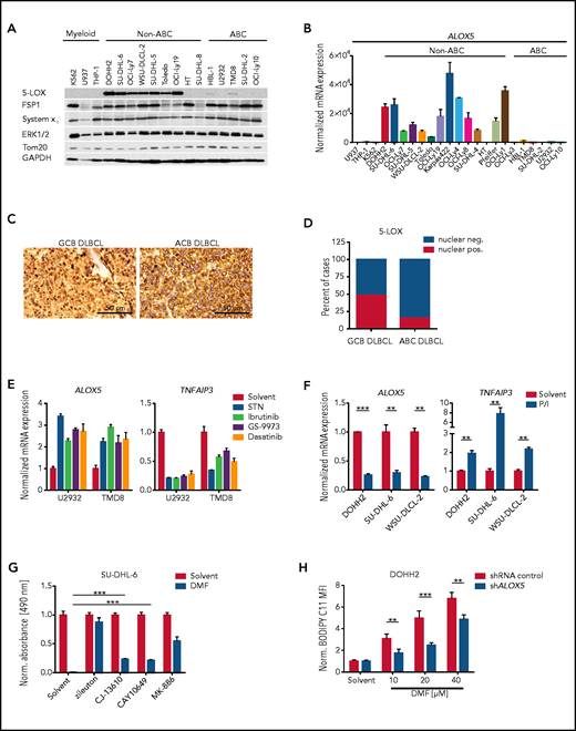5-LOX sensitizes GCB DLBCL cells to DMF-induced ferroptosis. (A) Protein expression of 5-LOX, FSP1, and system xc− in the indicated cell lines was visualized by immunoblot analysis. ERK1/2, Tom20, and glyceraldehyde-3-phosphate dehydrogenase (GAPDH) served as loading controls. (B) ALOX5 transcript levels in DLBCL or myeloid cell lines were quantified by quantitative polymerase chain reaction and normalized to the expression in U937 cells. SDHA served as reference gene. (C) Immunohistochemical staining of 5-LOX in human GCB and ABC DLBCL biopsies. Scale bars, 50 μm. (D) Quantification of nuclear 5-LOX staining in DLBCL biopsies (GCB DLBCL, n = 89; ABC DLBCL, n = 64). (E) The indicated ABC DLBCL cell lines were treated with 5 μM sotrastaurin (STN), 0.1 μM ibrutinib, 4 μM GS-9973, or 1 μM dasatinib for 24 hours. Transcript levels of ALOX5 and TNFAIP3 were quantified and normalized to the solvent control. SDHA served as reference gene. (F) Quantification of ALOX5 and TNFAIP3 messenger RNA (mRNA) expression in the indicated GCB DLBCL cell lines activated for 8 hours with PMA/ionomycin (P/I). SDHA served as reference gene. (G) The survival of SU-DHL-6 cells treated with 20 μM DMF alone or in combination with 10 μM zileuton, 2.5 μM CJ-13610, 5 μM CAY10649, or 10 μM MK-886 was assessed after 24 hours by MTS assay. (H) Quantification of lipid peroxidation in DMF-treated control and ALOX5-silenced DOHH2 cells. The mean fluorescence intensity (MFI) of oxidized BODIPY C11 in DMF-treated cells was normalized to the MFI of the respective solvent-treated samples. Error bars correspond to the mean ± standard deviation. Data are representative of ≥2 (E) or ≥3 (A-B,F-H) independent experiments. Statistical significance was calculated using the Student t test. **P < .01, ***P < .001. sh, short hairpin.