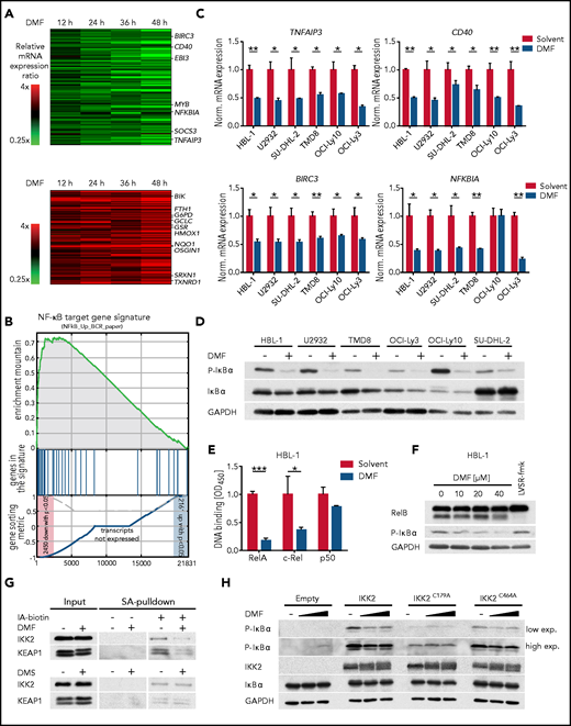 DMF potently inhibits IKK activity. (A) Heatmaps of differentially expressed genes in HBL-1 cells treated with DMF for 12, 24, 36, and 48 hours compared with the solvent control. Gene expression changes are depicted according to the color scale. (B) Gene set enrichment analysis identified a gene set describing NF-κB targets to be downregulated by DMF treatment. (C) The indicated ABC DLBCL cell lines were treated with solvent or 20 μM DMF for 6 hours. Transcript levels of TNFAIP3, CD40, BIRC3, and NFKBIA were quantified by quantitative polymerase chain reaction. Expression of DMF-treated cells was normalized to the respective solvent control. SDHA served as reference gene. (D) ABC DLBCL cell lines were treated with 40 μM DMF for 4 hours. S32/36 phosphorylation of IκBα was visualized by immunoblot analysis. Glyceraldehyde-3-phosphate dehydrogenase (GAPDH) served as loading control. (E) After treatment with either solvent or DMF for 16 hours, nuclear fractions were isolated and binding of the NF-κB members RelA, c-Rel, and p50 to their consensus nucleotide sequence was quantified by TransAM assay. (F) HBL-1 cells were treated with the indicated DMF concentrations or with the MALT1 inhibitor LVSR-fmk (2 μM) for 4 hours in combination with the proteasome inhibitor MG-132 (5 μM) 90 minutes before cell lysis. MALT1-mediated RelB cleavage was visualized by immunoblot analysis. GAPDH served as loading control. (G) HBL-1 cells were treated with solvent, 40 μM DMF, or 40 μM DMS for 4 hours. After lysis, proteins containing reactive cysteine residues were labeled with biotin-coupled iodoacetamide (IA-biotin) and subsequently pulled down with streptavidin (SA) agarose. The accessibility of cysteine residues in IKK2 and KEAP1 was analyzed by immunoblotting. (H) HEK293T cells were transfected with the indicated IKK2 constructs, treated for 1 hour with solvent or DMF, and analyzed for IκBα phosphorylation by immunoblotting. GAPDH served as loading control. Data are representative of ≥2 (E,G) or ≥3 (C-D,F,H) independent experiments. Statistical significance was calculated using the Student t test. *P < .05, **P < .01, ***P < .001. mRNA, messenger RNA.