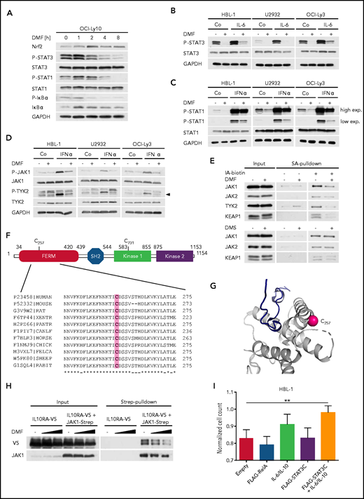 DMF impairs the activity of JAKs. (A) The ABC DLBCL cell line OCI-Ly10 was treated with 40 μM DMF for the specified times and the phosphorylation of STAT3, STAT1, and IκBα was assessed by immunoblot analysis. Glyceraldehyde-3-phosphate dehydrogenase (GAPDH) served as loading control. (B-C) ABC DLBCL cell lines were treated with solvent, 40 μM DMF, and/or 3 ng/mL recombinant human IL-6 (B) or 1 ng/mL interferon-α (IFN-α) (C), as indicated. Phosphorylation of STAT1/3 was visualized by immunoblot analysis. GAPDH served as loading control. (D) Analysis of JAK1 and TYK2 autophosphorylation in solvent-, IFN-α–, and/or DMF-treated ABC DLBCL cell lines. Arrowhead indicates phosphorylated TYK2 (P-TYK2). GAPDH served as loading control. (E) HBL-1 cells treated with solvent, 40 μM DMF, or 40 μM DMS were lysed, and reactive cysteine-containing proteins were labeled with biotin-coupled iodoacetamide (IA-biotin), isolated using streptavidin (SA) agarose, and analyzed by immunoblotting. (F) Schematic representation of JAK1 domain structure including FERM domain, Src homology 2 (SH2) domain, and kinase domains. Alignment of JAK1 sequences surrounding the conserved C257 from various species. (G) Using PDB entry 5IXI, human JAK1 was pictured around the modified cysteine residue (C257) to emphasize its solvent accessibility. The sulfur atom of the cysteine side chain is marked by a pink sphere. The protein chain (gray) is shown in cartoon representation. The close proximity of C257 to the receptor (dark blue) binding site is shown. (H) HEK293T cells were transiently transfected with V5-tagged IL-10 receptor (α subunit; IL10RA-V5) alone or in combination with Strep-tagged JAK1. Twenty-four hours after transfection, cells were treated with solvent or DMF for 1 hour and lysed; JAK1 was pulled down using Strep-Tactin beads. The interaction between IL10RA-V5 and JAK1-Strep was visualized by immunoblot analysis. (I) HBL-1 cells expressing control vector, FLAG-RelA, or FLAG-STAT3C were treated daily with solvent or 20 μM DMF in combination with recombinant human IL-6 and IL-10 (3 ng/mL each), as indicated. Cell numbers were determined after 48 hours and normalized to the respective controls lacking DMF. Data are representative of ≥2 (E,I) or 3 (A-D,H) independent experiments. Statistical significance was calculated using the Student t test. **P < .01.