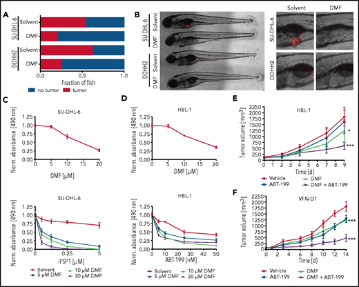 Inhibition of FSP1 and BCL-2 synergizes with DMF treatment. (A) SU-DHL-6 and DOHH2 cells were transplanted into zebrafish embryos. Tumor formation in animals treated with either solvent or 5 μM DMF was quantified by microscopy after 3 days (n ≥ 21). DMF treatment significantly reduced the frequency of tumor-bearing animals (P = .001 for SU-DHL-6; P = .043 for DOHH2). (B) Representative images of transplanted zebrafish embryos after solvent or DMF treatment. The respective tumor cells were fluorescently labeled and visualized by microscopy. The pictures on the right represent magnified sections of the zebrafish embryos. Scale bar, 100 μm. (C-D) SU-DHL-6 or HBL-1 cells were treated with DMF alone (top panels) or in combination with either FSP1 inhibitor (iFSP1) (C) or ABT-199 (D) (bottom panels). Cell survival was quantified by MTS assay after 24 (C) or 72 (D) hours . The combination index (CI) for DMF and iFSP1 in SU-DHL-6 is ≤0.55, and for DMF and ABT-199 in HBL-1 is ≤0.75. (E-F) HBL-1 (E) or VFN-D1 patient-derived (F) xenograft mice were treated either with vehicle, ABT-199, DMF, or the combination of ABT-199 and DMF, as indicated. Tumor volume was quantified by caliper measurements up to 14 days after start of the treatment. Each group consists of ≥7 animals. Statistical significance was calculated by the comparison of each treatment group with the vehicle control. Data are representative of ≥3 independent experiments (A-D). *P < .05, ***P < .001.