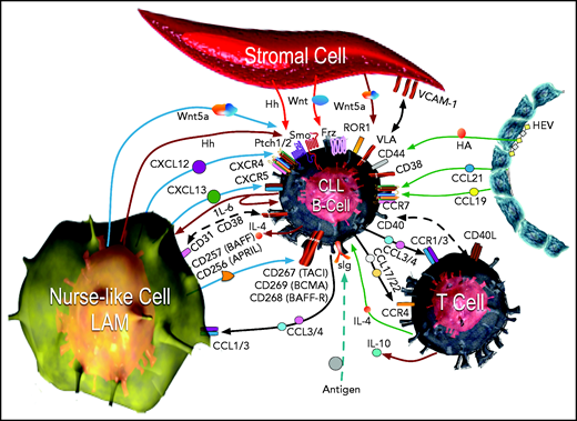 The CLL microenvironment. The main types of accessory cells in the CLL microenvironment are depicted surrounding the CLL B cell, which is located at the center.33 CLL cells enter the lymphoid tissue through HEVs (depicted on the right), which also may elaborate chemokines, such as CCL21 and CCL19, which bind CCR7 and can attract CLL cells. HEVs also produce hyaluronic acid (HA), which can activate CD44 on the CLL cell, as it attaches to HEVs via l-selectin (CD62-L) to egress from the blood (CD62-L). In the bottom left corner is a nurse-like cell (NLC), a lymphoma-associated macrophage (LAM) that secretes a number of chemokines, such as CXCL12 or CXCL13, which bind to CXCR4 or CXCR5, respectively, on the CLL cell, attracting it to the microenvironment. The leukemia cell in turn can elaborate chemokines, such as CCL3 and CCL4, which bind to CCR1 and CCR3 (CCR1/3), or CCL17 and CCL22, which bind CCR4, to recruit T cells (depicted in the bottom right) and monocytes, which are the cells that can differentiate into NLCs. Cognate interactions between CD31 and CD38 on NLCs and CLL cells, respectively, may promote CLL-cell survival. The NLC also expresses proteins of the TNF family, such as BAFF (CD257) and a proliferation inducing ligand (APRIL or CD256), which in turn activate TNF-family receptors such as transmembrane activator and calcium-modulator and cyclophilin ligand (CAML) interactor (TACI or CD267), B-cell maturation antigen (BCMA or CD269), or BAFF-receptor (BAFF-R or CD268) on the CLL cell, inducing activation of nuclear factor κ-light chain B (NF-κB). NLCs and stromal cells (depicted on top) also can produce factors that stimulate the CLL cell, such as various Wingless-related integration site (Wnt) factors, with interact with Frizzled (Frz) receptors, or noncanonical Wnt factors, such as Wnt5a, which can bind and activate ROR1 on the CLL cell. Wnt5a also can activate NF-κB via ROR1 signaling, which induces production of cytokines, such as IL-6, which can stimulate signal transducer and activator of transcription 3 (STAT3) in the CLL cell or NLCs. NLCs and stromal cells may elaborate Hedgehog (Hh) factors, which interact with surface Pitch 1 (Ptch1) and Ptch2, blocking their capacity to inhibit Smoothened (Smo), allowing for activation of the Hedgehog-signaling pathway in the CLL cell. Cognate interactions between surface cell adhesion molecules, such as vascular cell adhesion molecule-1 (VCAM-1 or CD106) on the stromal cell, with CLL integrins, such as very late antigen (VLA), enhances CLL cell survival. Self- or environmental antigen (depicted at the bottom of the figure) that is recognized by the sIg expressed by the CLL cell can lead to activation of the BCR signaling pathway. Cognate interactions between the CLL cell and the T cell in the microenvironment also can involve other TNF-family factors, such as CD40 ligand (CD40L or CD154), which enhance expression of chemokines and cytokines, such as IL-4, that further influence the cellular composition of the microenvironment Collectively, the crosstalk between the CLL cell and the accessory cells within this microenvironment provides the perfect niche to foster leukemia-cell proliferation, forming the so-called proliferation centers within lymphoid tissues of patients with CLL. Adapted from Kipps and Choi80 with permission.