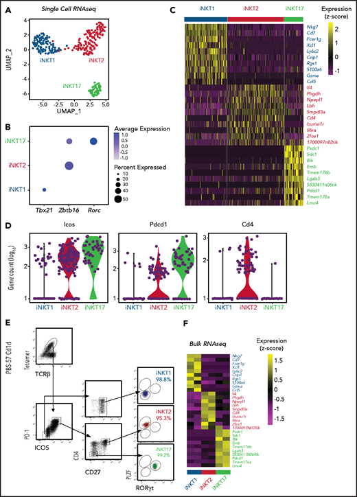 Identification of surface molecules for sorting of iNKT sublineages using scRNA-seq. (A) Uniform manifold approximation and projection (UMAP) plot of scRNA-seq data showing distinct clusters of iNKT cell subsets: iNKT1 (blue), iNKT2 (red), and iNKT17 (green) cells. (B) Dot-plot showing the proportion of cells (dot size) and the scaled (z score) gene expression of genes encoding for the iNKT sublineage-defining transcription factors T-Bet (Tbx21), PLZF (Zbtb16), and RORγT (Rorc). (C) Single‐cell heatmap representing the 10 most highly differentially expressed genes in thymic iNKT cell subsets. Expression for each gene is scaled (z scored) across single cells. (D) Normalized counts of Icos, Pdcd1, and Cd4 RNA expression. (E) FACS-sorting strategy for isolation of iNKT sublineages based on surface molecules starting from CD19–, CD8a–, CD62L–, TCRγδ–, GR-1–, Ter119–, and CD24– cells. Cell purity of FACS-sorted iNKT sublineages assessed by intranuclear staining for the transcription factors PLZF and RORγT. (F) Heatmap representing the 10 most highly differentially expressed genes identified in scRNA-seq analysis in bulk RNA-seq analysis performed on sorted populations. Expression for each gene is scaled (z scored) across single rows.