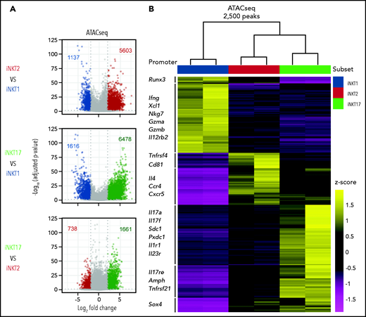 Analysis of the chromatin accessibility landscape in iNKT sublineages. (A) Volcano plots showing significance and log2 fold change of ATAC-seq peaks in pairwise comparisons between iNKT sublineages. Peaks colored in gray on volcano plots indicate a log2 fold change of −2 to +2 and/or an adjusted P value >.05. Peaks with a log2 fold change of less than −2 or >2 and an adjusted P value <.05 are colored according to the iNKT sublineage represented (iNKT1, blue; iNKT2, red; and iNKT17, green). Vertical dotted lines on volcano plots indicate a log2 fold change of 2; horizontal dotted line indicates an adjusted P value of .05. (B) Heatmap showing clusters for the top 2500 varying ATAC-seq peaks. Colors indicate z score of reads in each peak scaled to the mean across all iNKT cell subsets and replicates.