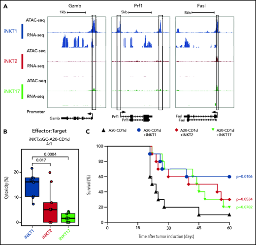 iNKT1, but not iNKT2 and iNKT17, cells display cytotoxic potential. (A) Genome tracks showing a comparison of ATAC-seq and RNA-seq profiles for genes encoding cytotoxic molecules in iNKT1 (blue), iNKT2 (red), and iNKT17 (green) cells. Data are merged from 2 biological replicates. Black boxes highlight differentially accessible ATAC-seq peaks. (B) In vitro cytotoxicity by iNKT sublineages against α-galactosylceramide (αGalCer)-loaded CD1d-transduced A20 lymphoma (A20-CD1d) cells after 24 hours of coculture (effector:target ratio of 4:1). Represented data are pooled from 3 independent experiments performed in triplicate. (C) Survival after A20-CD1d (2 × 10e4) cells intravenously injected into sublethally irradiated (4.4 Gy) wild-type BALB/c mice treated with iNKT cell subsets (5 × 10e4 cells; iNKT1, blue; iNKT2, red; iNKT17, green) or untreated (black). Results are pooled from 2 independent experiments with a total of 10 mice per group. Survival curves were plotted by using the Kaplan-Meier method and compared by using a log-rank test. P values are indicated when significant.