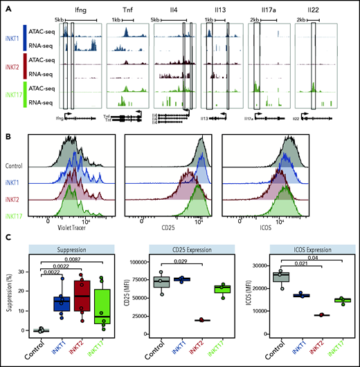 iNKT sublineages display different in vitro suppressive potential. (A) Genome tracks showing a comparison of ATAC-seq and RNA-seq profiles for genes encoding cytokines in iNKT1 (blue), iNKT2 (red), and iNKT17 (green) cells. Data are merged from 2 biological replicates. Black boxes highlight differentially accessible ATAC-seq peaks. In vitro suppression assay of indicated iNKT sublineages. (B-C) Representative profiles (B) and summary (C) of violet tracer dilution as well as CD25 and ICOS expression of CD4 T cells stimulated with anti-CD3/anti-CD28 activation beads in the presence or absence of FACS-sorted iNKT1, iNKT2, and iNKT17 cells. Data are representative of 2 independent experiments. MFI, mean fluorescence intensity.